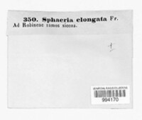 Camarosporidiella elongata image